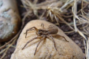 Італійський міф про тарантул та легенд про павука з німеччини